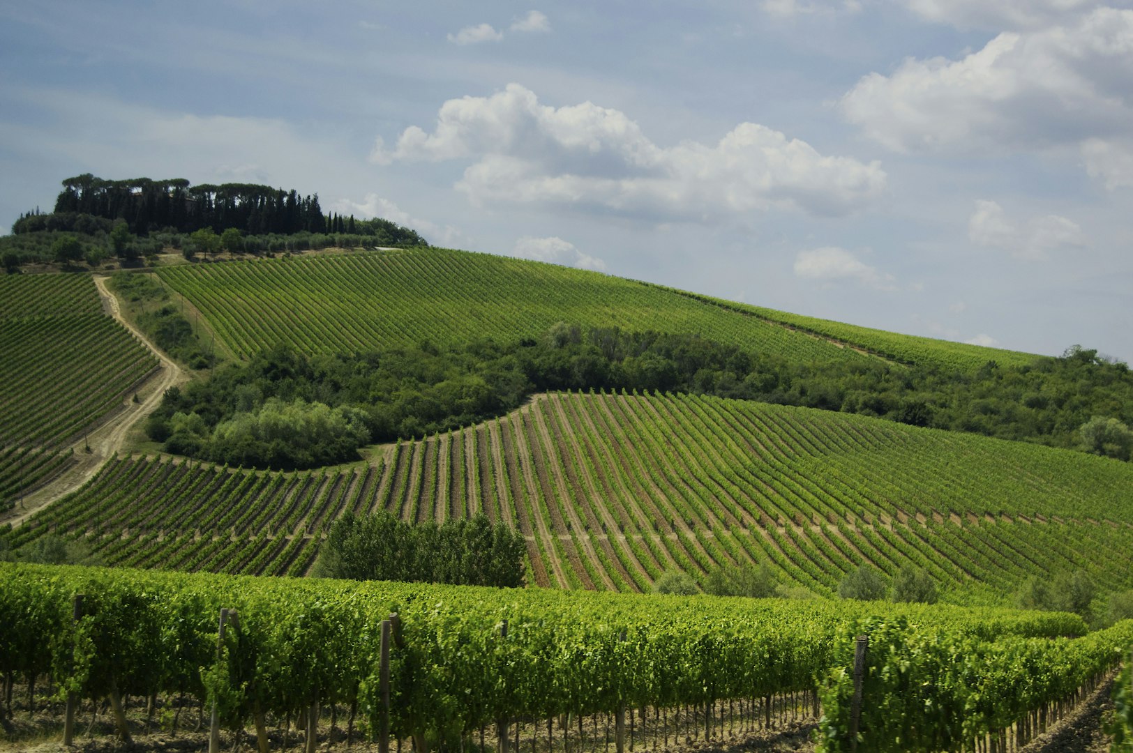 Bolgheri
