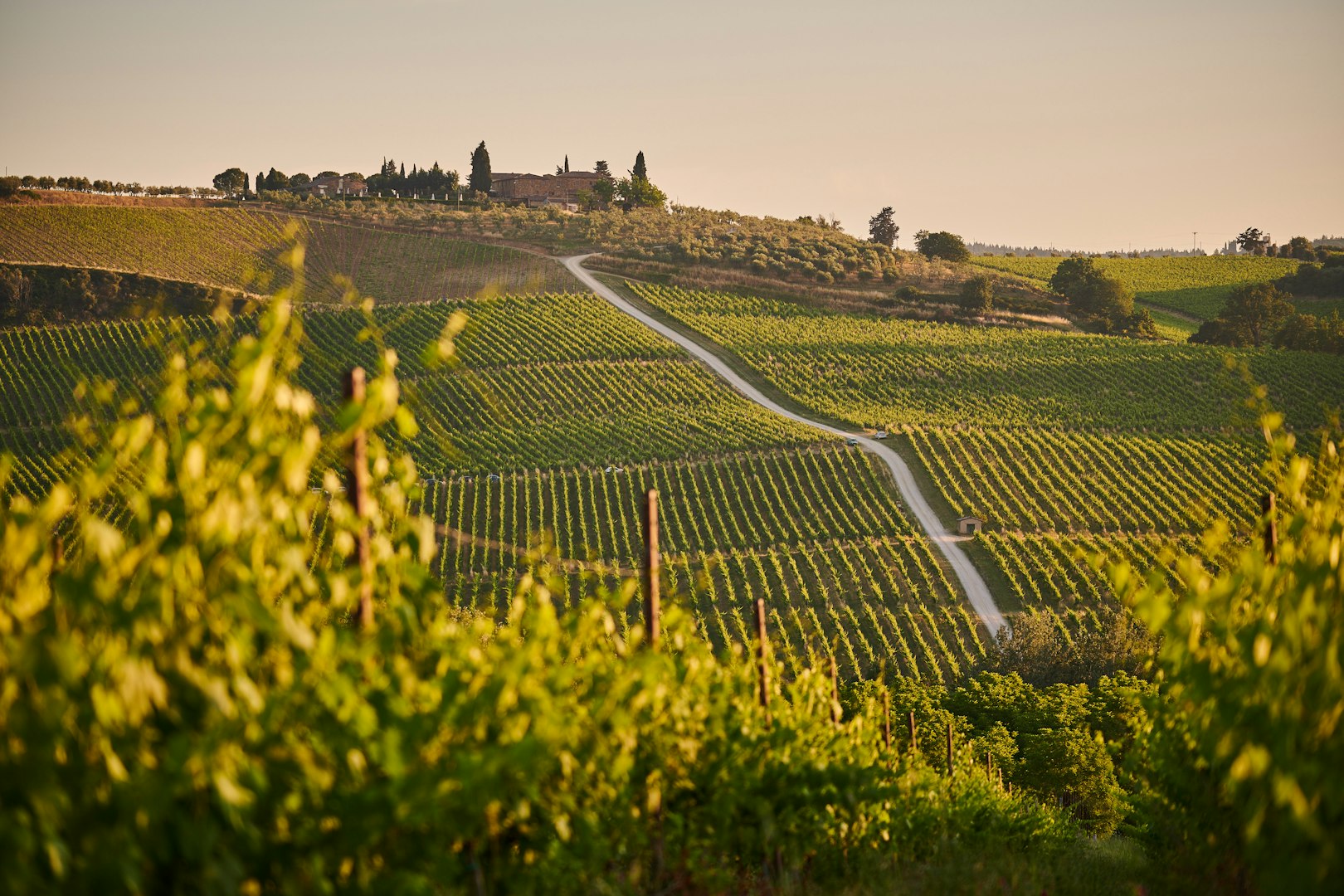 Bolgheri