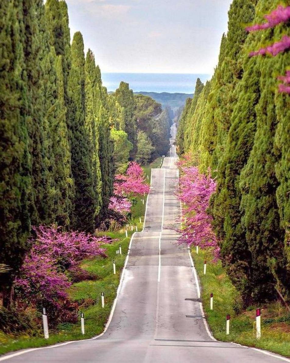 Bolgheri Cypress Avenue