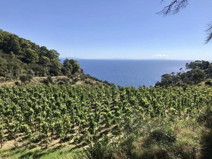 Gorgona Island panorama