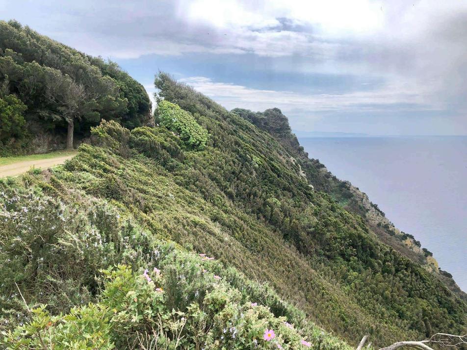 Gorgona Island panorama